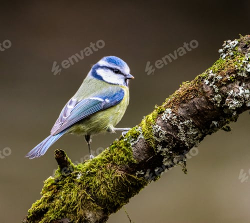 Preview: Blue tit perched on moss-covered branch