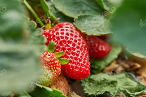 Preview: Picking fresh strawberries on the farm, Close up of fresh organic strawberries growing on a vine
