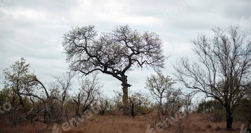 Preview: Bare leafless trees on cloudy sky background, deciduous plants in African savannah
