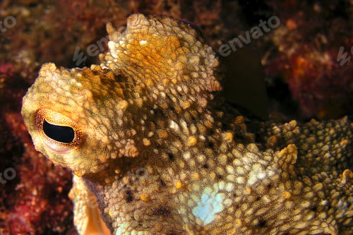 Preview: Mediterranean Octopus, Cabo Cope Puntas del Calnegre Regional Park, Spain