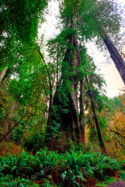 Preview: Corkscrew Tree, Redwoods National & State Parks, California