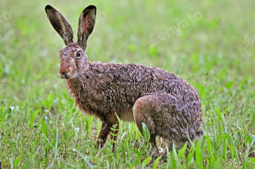 Preview: Brown hare