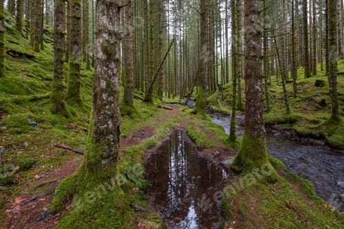 Preview: A Hiking Trail In a Spruce Forest