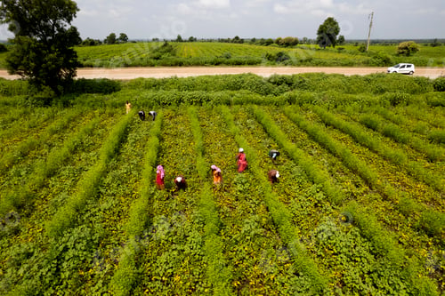 Preview: Aerial view of farmer working in the green agriculture field.