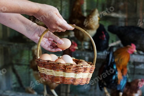 Preview: Female hands picking eggs in a wicker basket, chicken at the background, organic farm, ecological