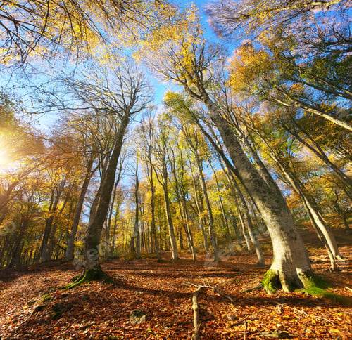 Preview: Into the autumn forest.