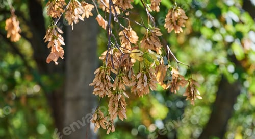 Preview: A tree branch with clusters of dry, light brown winged seeds and green leaves