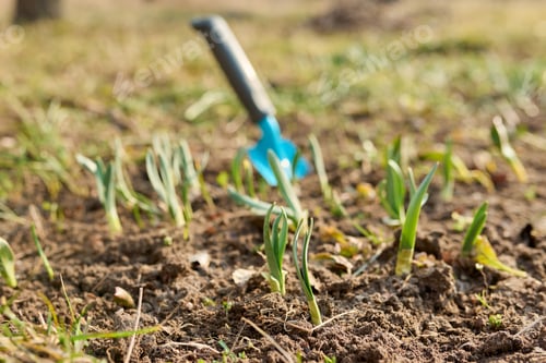 Preview: Seasonal spring gardening, garden trowel in flowerbed with sprouting daffodils flowers