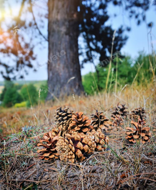 Preview: Pine cones on the forest floor with intentional shallow depth of