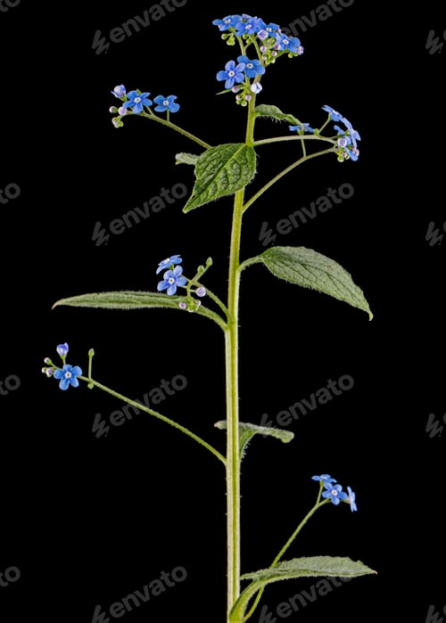 Preview: Blue flowers of brunnera, forget-me-not, myosotis, isolated on black background