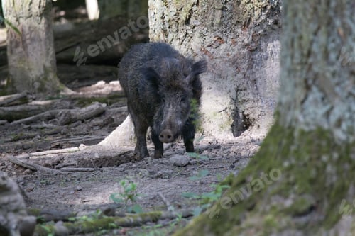 Preview: Wild boar standing in a forest with trees in the background, captured in natural light