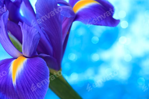 Preview: Beautiful blue iris flowers background