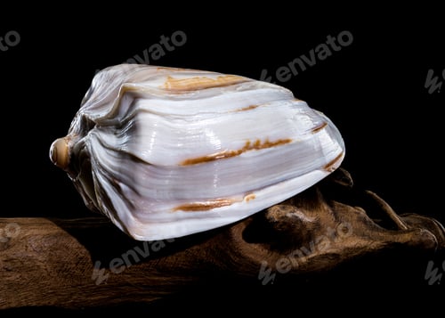 Preview: Cymbiola Nobilis Shell on Driftwood black background