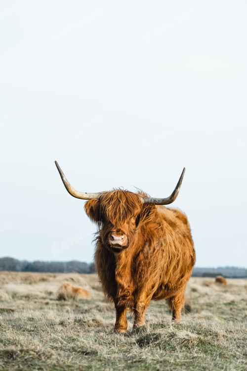 Preview: Scottish Higlander Calf Cattle on a field ecological farm
