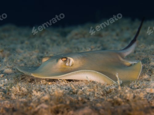 Preview: Common stingray from Cyprus