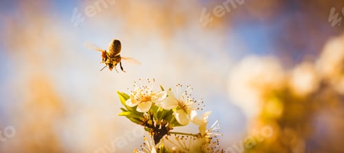 Preview: Close-up photo of a Honey Bee gathering nectar and spreading pollen on white flowers of white cherry