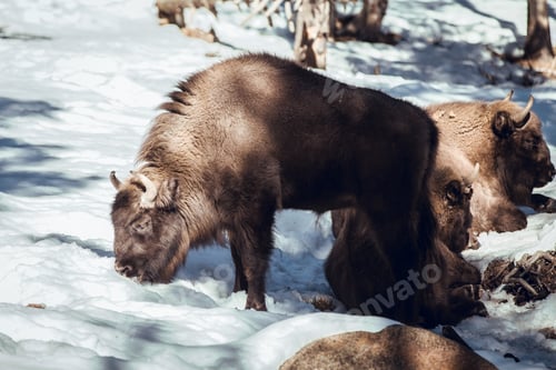 Preview: Buffaloes pasturing between trees and snow