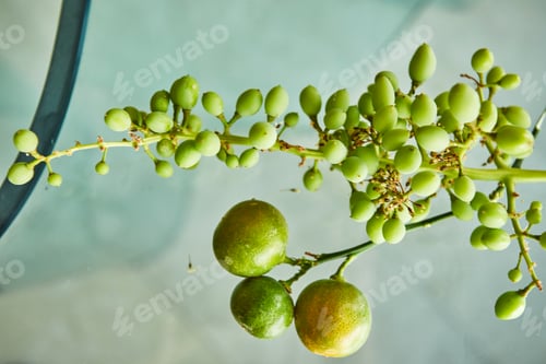 Preview: Fresh green unripe grapes and tangerines on a glass background with reflection and copy space