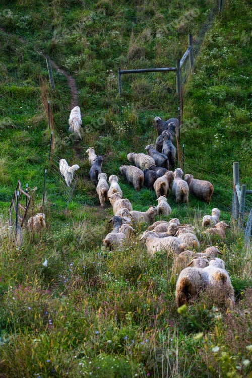 Preview: Angora goats grazing in the field