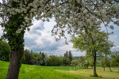 Preview: Tree on hill overlooking field and grass