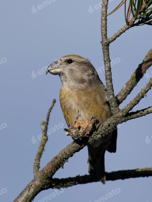 Preview: Parrot crossbill (Loxia pytyopsittacus)
