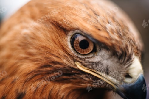 Preview: sight of a bird of prey close up