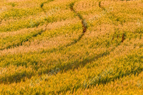 Preview: Yellow grain ready for harvest growing in a wheat field.