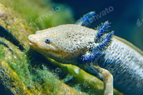 Preview: Close-up of a beautiful Axolotl gracefully swimming in clear water