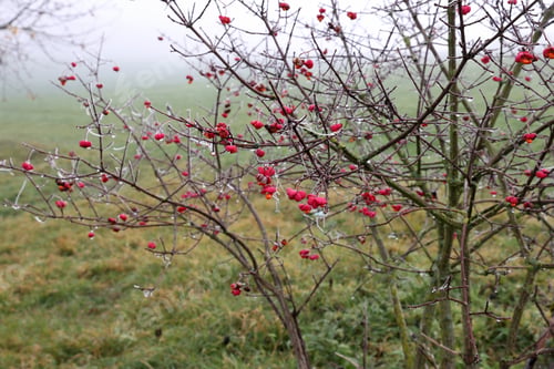 Preview: Unique pink flowers with fruits of Euonymus europaeus