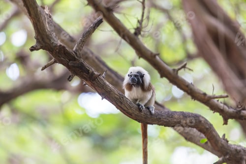 Preview: Tamarin