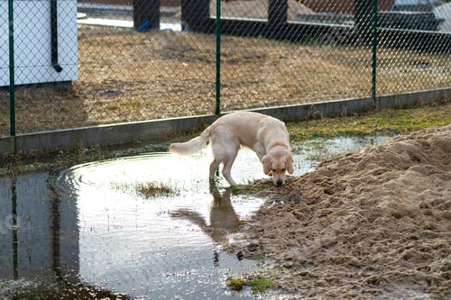 Preview: A young male golden retriever stands outside in a pool of water, digging in a pile of sand.