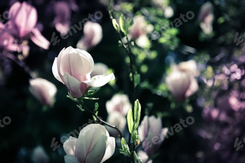 Preview: Beautiful close up magnolia flowers. Blooming magnolia tree in the spring. Selective focus