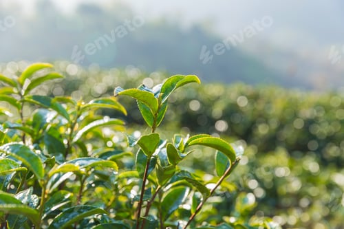 Preview: Green tea leaves in a tea plantation. Green tea plantation harvest time. green tea trees in spring