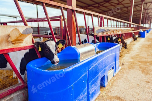 Preview: Milky cow drinking water in a modern farm