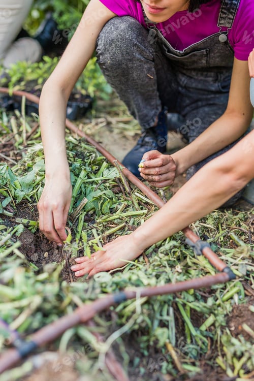 Preview: Tomato harvest farm agriculture with hand. Springtime with Latin Venezuelan Cuban and Moroccan