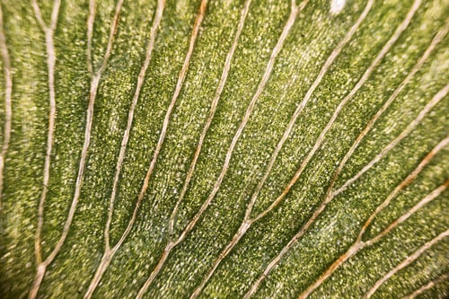 Preview: Leaf cells under microscope. micrograph, leaf under a microscope