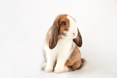 Preview: Studio Portrait Of Two Miniature Black And White Flop Eared Rabbits On White Background