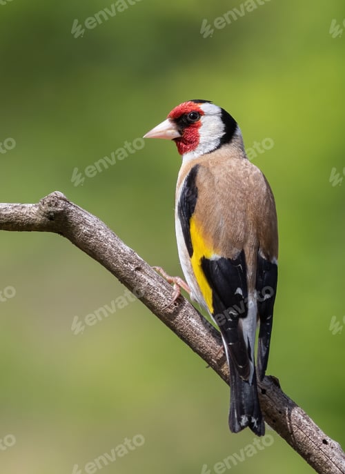 Preview: European goldfinch, Carduelis carduelis