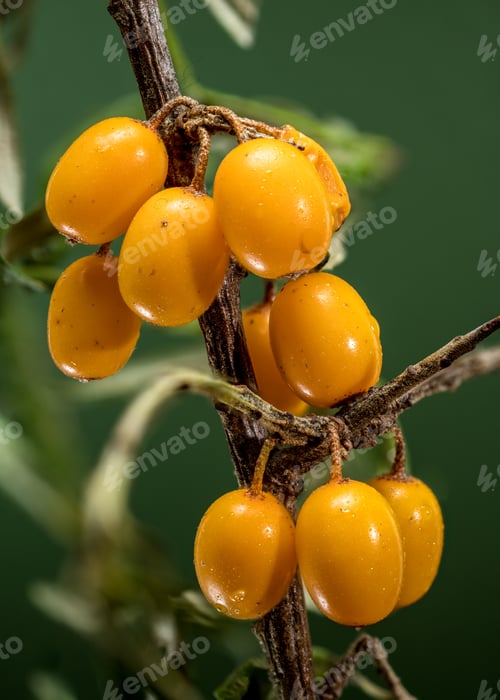 Preview: Sea Buckthorn Berries on Branch, green background