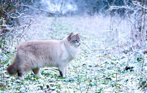 Preview: birman cat in nature