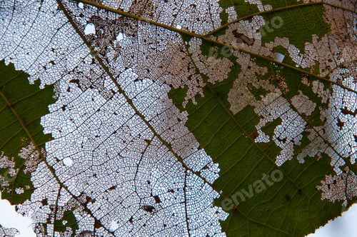 Preview: Abstract leaf background Leaf texture natural background.