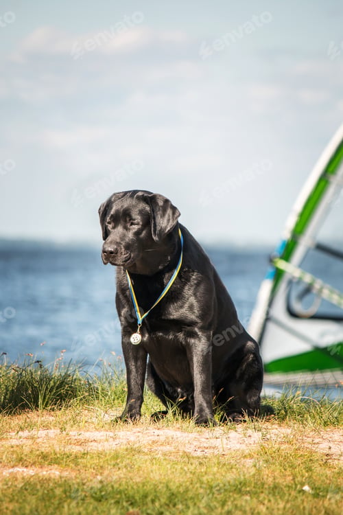 Preview: Labrador Retriever Dog breed on the field. Dog running on the green grass. Active dog outdoor.