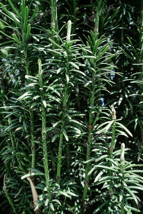 Preview: Natural background of green leaves in the park.