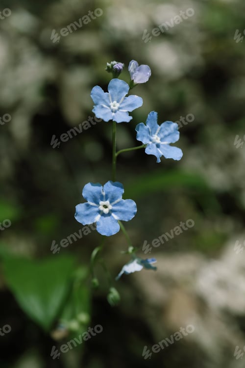 Preview: Blooming omphalodes in nature in the garden in spring.