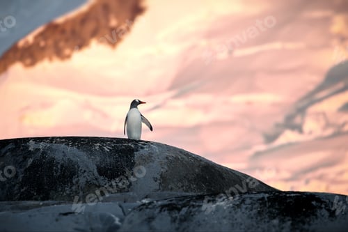 Preview: Penguin in its natural habitat in Antarctica