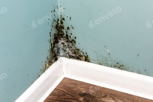 Preview: Black mould on wall closeup