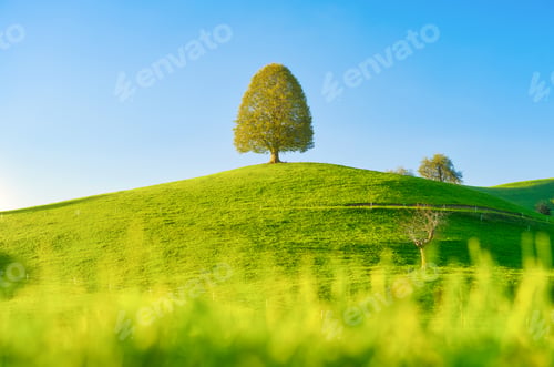Preview: Nature. Tree on top of the hill. Landscape before sunset. Fields and pastures. Agricultural landscap