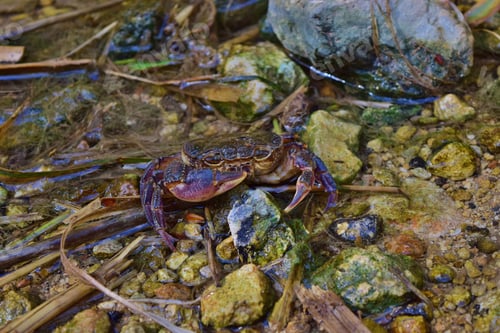 Preview: Endangered Maltese freshwater crab, Potamon fluviatile, in water stream.
