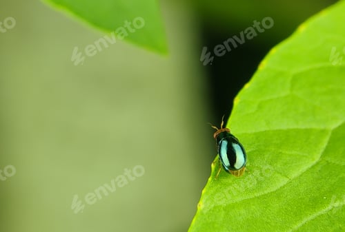 Preview: The flea beetle is a small.