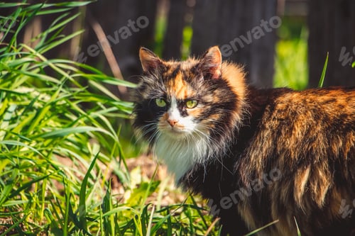 Preview: Fluffy domestic cat walks on spring grass. Pet for first time in nature.